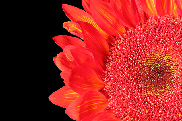Not yellow but red sunflower (On Explore 12/10/2015)
