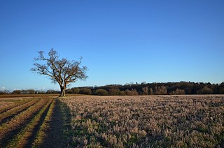 Suffolk Landscape