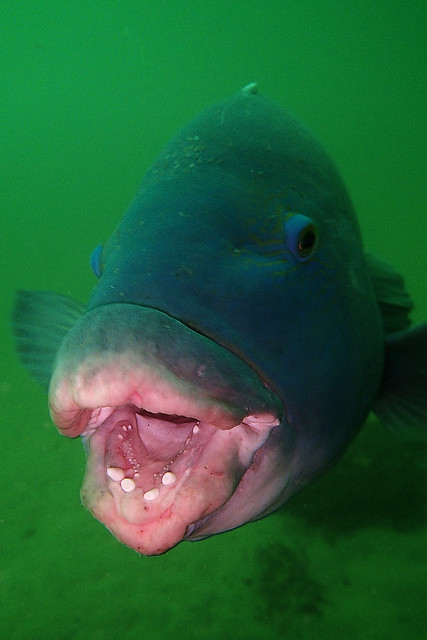 This Fish Bit Me!, This is a blue groper, a quite inappropr…