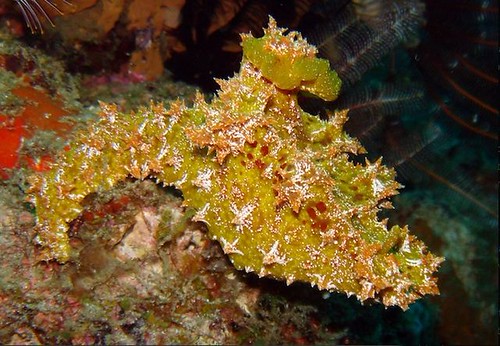 Isola di Komodo - Indonesia
