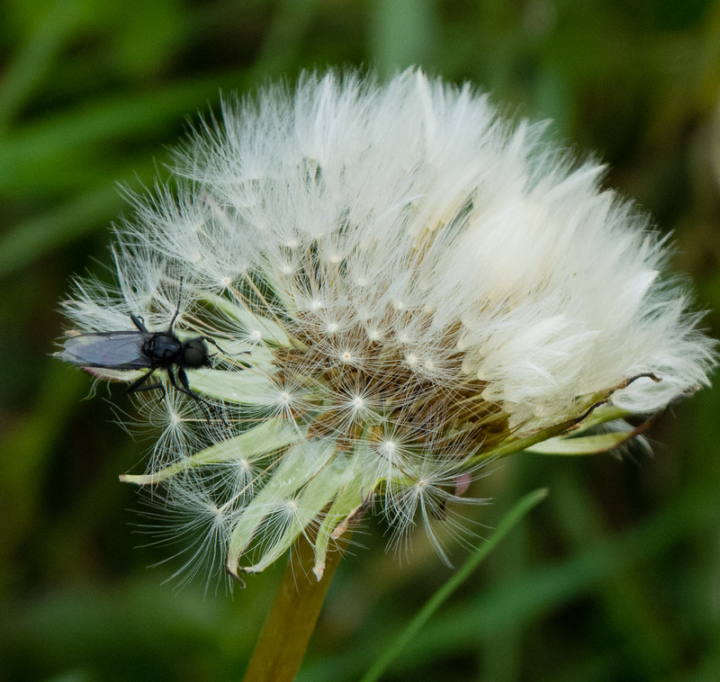 Insect on a dandelion seed-head