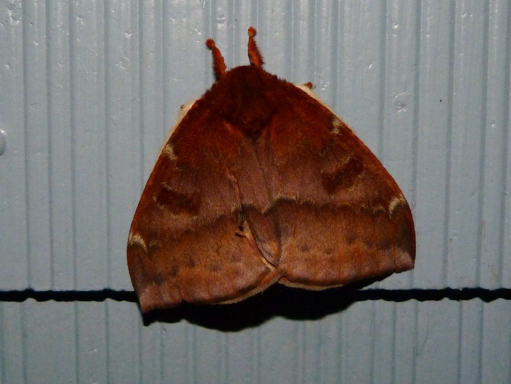 Species Automeris io - Io Moth - Hodges#7746 Female | Flickr