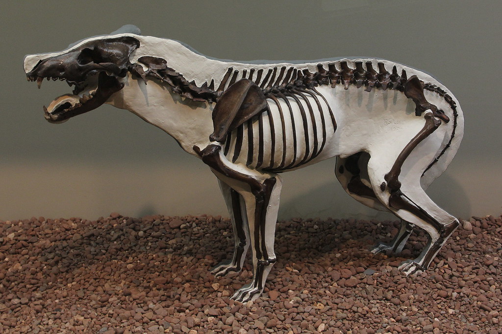 Dire Wolf | The skeleton of a dire wolf on exhibit in the Ha… | Flickr