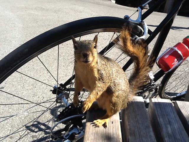 Panhandling UC Berkeley squirrel
