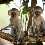 Young Vervet Monkeys (Cercopithecus aethios)