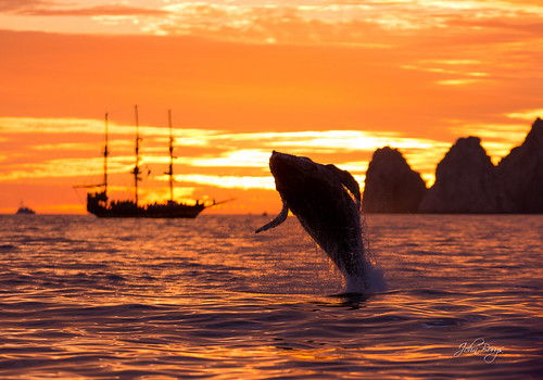 Whales Breaching at Sunset | John Borys | Flickr