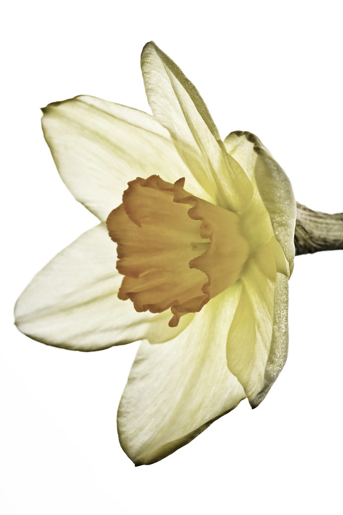 Daffodill_MG_1417