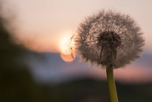 Soffione by Matteo_Marchionni, Dandelion
1_030516_Temporalesunset tramonto dandelion tarassaco soffione