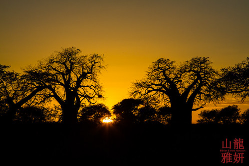 africa sunset tanzania safari arusha baobab baobabtree tarangirenationalpark adansoniadigitata boababtree africanwildcatsexpeditions tzday01
