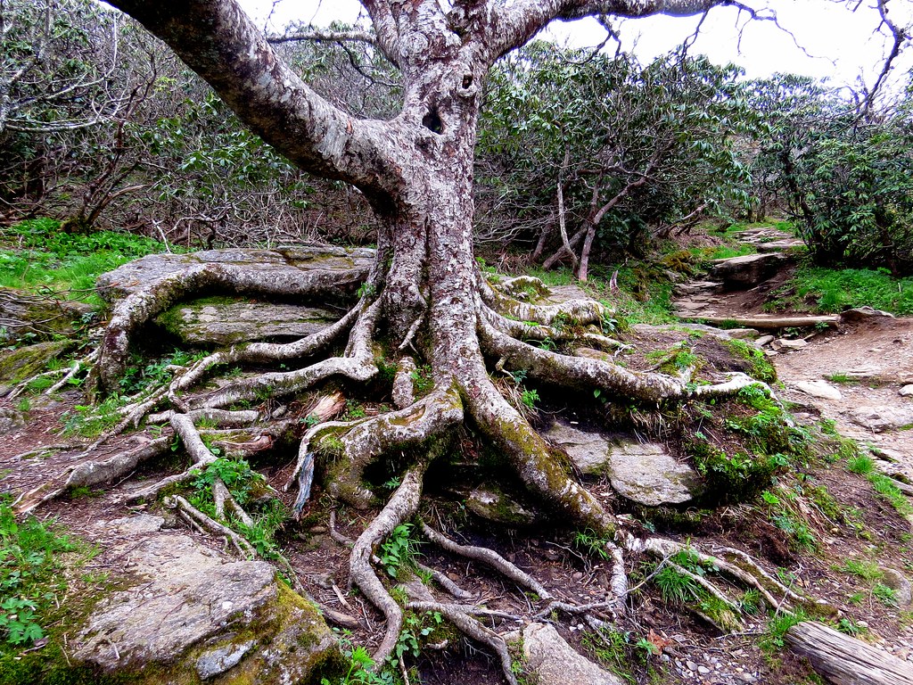 Tree Of Life Beech Tree Along The Craggy Pinnacle Hiking Flickr