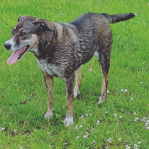 #dog went for a #mudpool #swim #smelly #dirty #showertime | by grasyerba
