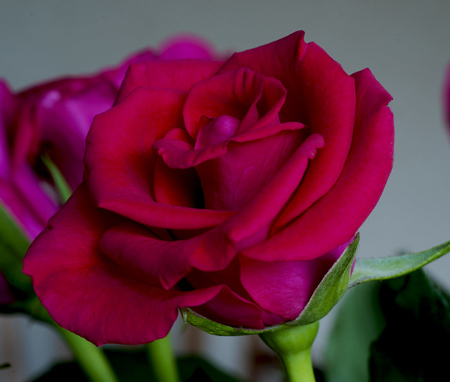 Red Rose