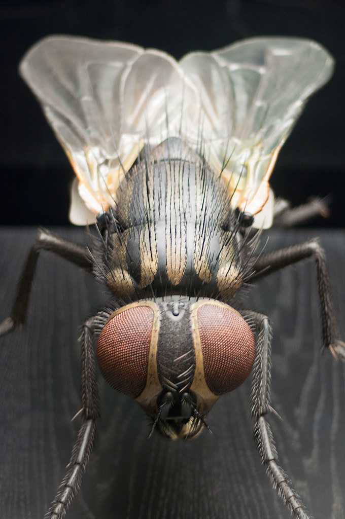 Model Of A Fly