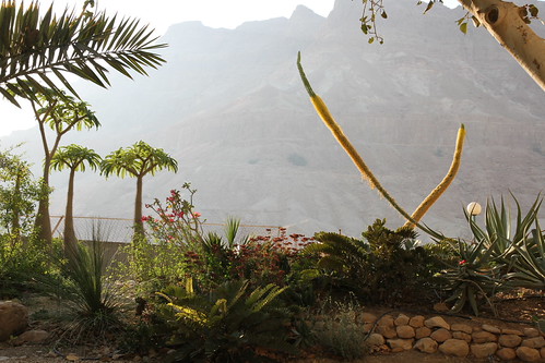 Ein Gedi | by Eyal Peleg