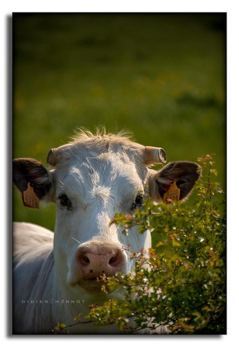 cow europe cows belgique vache vaches philippeville provincenamur regionwallonne surice fabuleuse ilobsterit