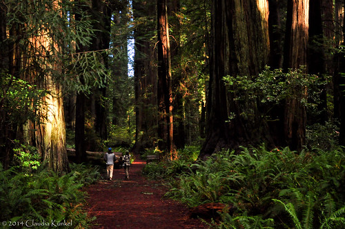 california trees forest coastal stoutgrove oldgrowth sequoiasempervirens jedediahsmithredwoodstatepark