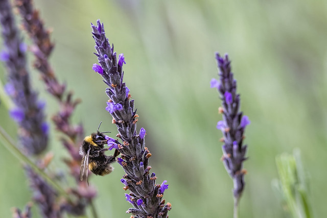 Bruny Bee 2015-03-18 (_MG_2091)