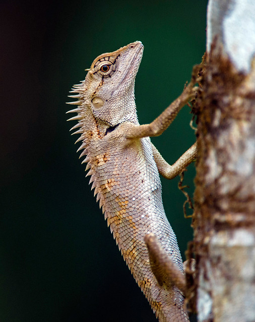 Forest Crested Lizard, Calotes emma