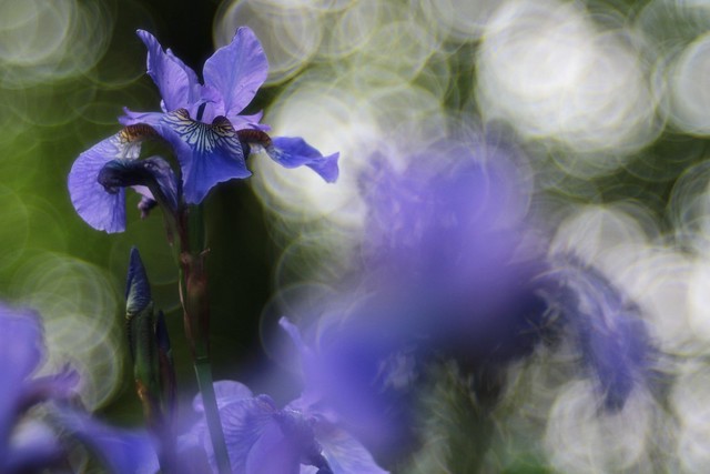 swirly iris