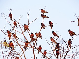 The Birds group Meeting !!