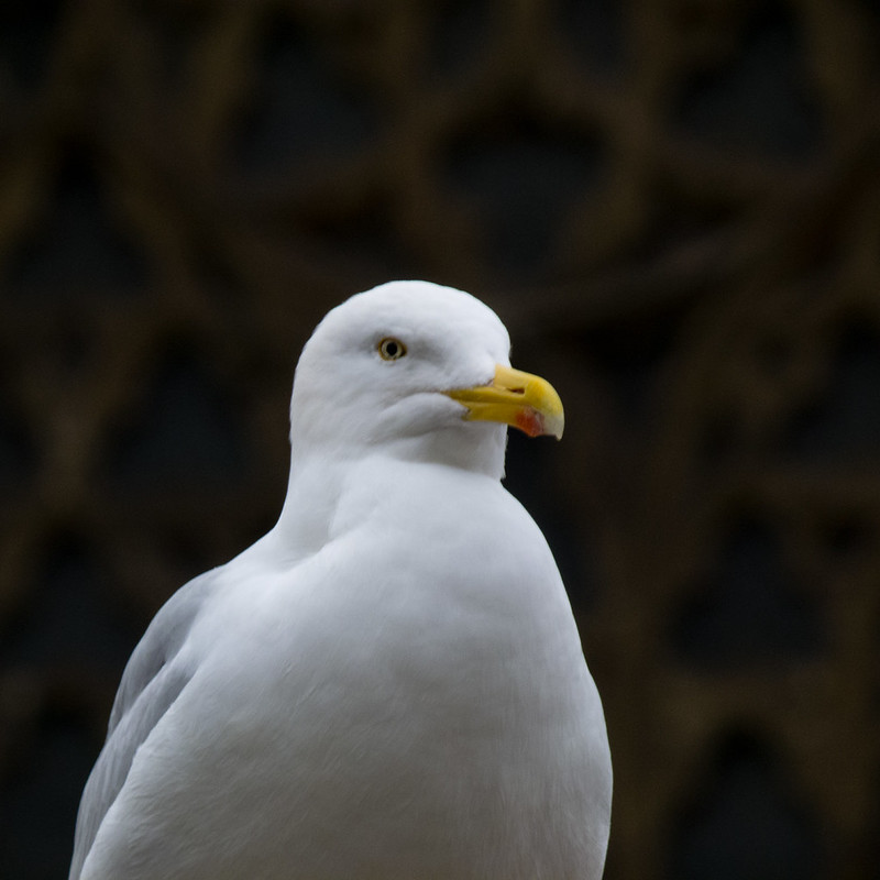 Gull, cathedral green