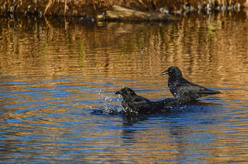 <p><i>Corvus caurinus</i>, Corvidae<br />
Burnaby Lake Park, Burnaby, British Columbia, Canada<br />
Nikon D5100, 70-300 mm f/4.5-5.6<br />
February 28, 2015</p>
