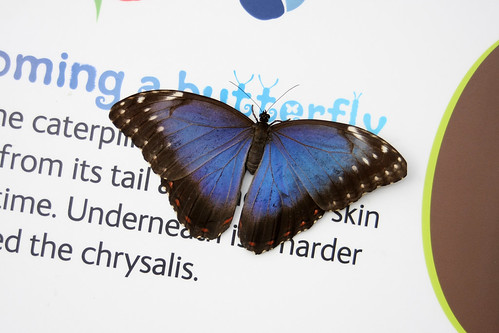 Morpho peleides | by Jon Baker