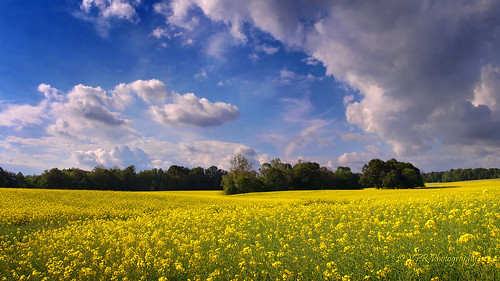 sky food plants plant field yellow clouds landscape foods petals spring tn adams tennessee farming scenic petal southern crop bloom fields mustard buds crops thesouth bud blooms agriculture horticulture rosette agricultural canola vegetableoil cedarhill brassica blooming rapeseed processedfood oilseed broadleaf us41 mustardfamily cookingoil crucifereae processedfoods canolaoil robertsoncounty