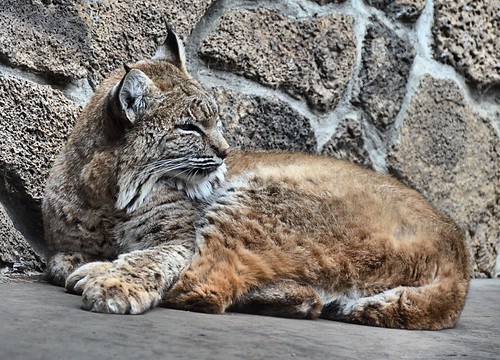 Bobcat at rest by Pat's Pics36, The North American continent is home to six species of cats. Of those, only three have ranges in the