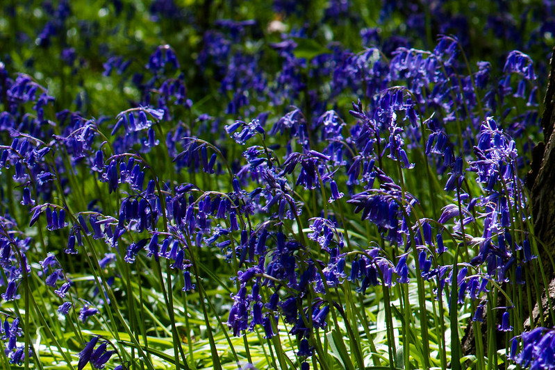 Bluebells Sheepleas