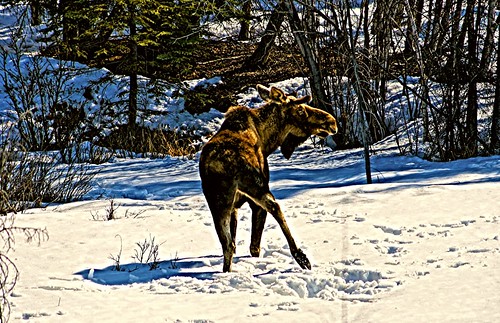 nature animal animals alaska wildlife moose bullmoose alce jlsphotographyalaska