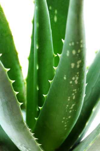 Aloe plant | by BRFKlätterträdet
