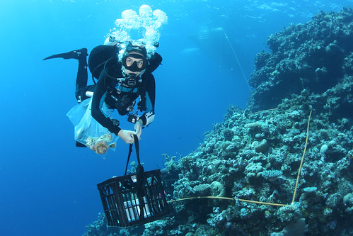 Dr-Kyra-Hay-almost-finished-after-collecting-corals-and-retrieveing-cameras-at-Flinders-Reef
