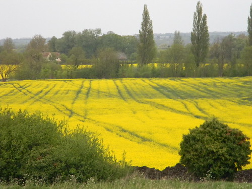 Yellow field Baldock Circular