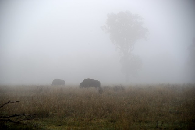 Bisons in the Mist