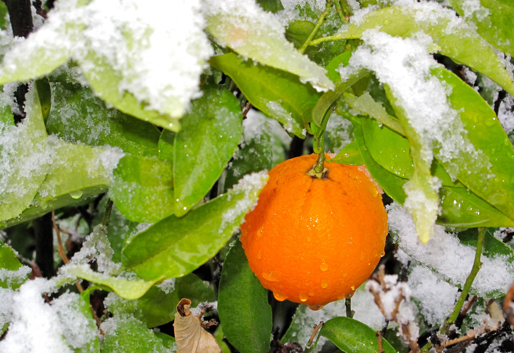 Une orange au mois d'Août à Santiago du Chili