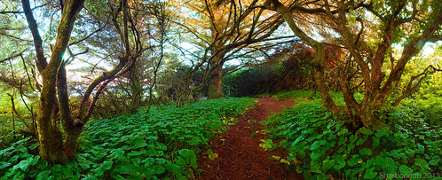 park trees 3 oregon point path trail zen greens pathway chetco