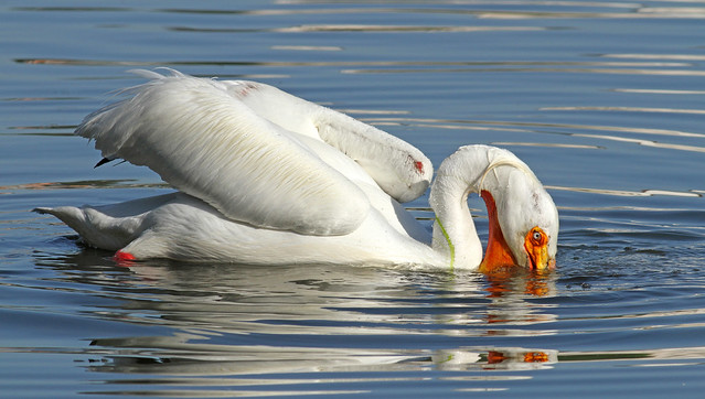 White Pelican adorned with seaweed and a boo boo