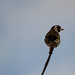 Pintassilgo | Goldfinch (Carduelis carduelis)