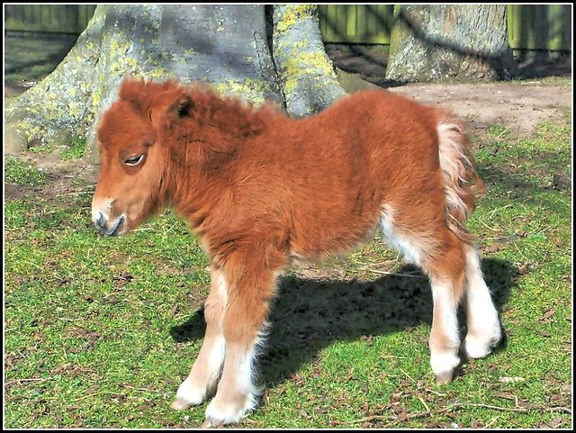 Shetland Foal ..