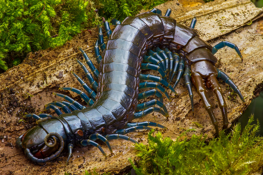 Blue Leg Centipede (Ethmostigmus trigonopodus)