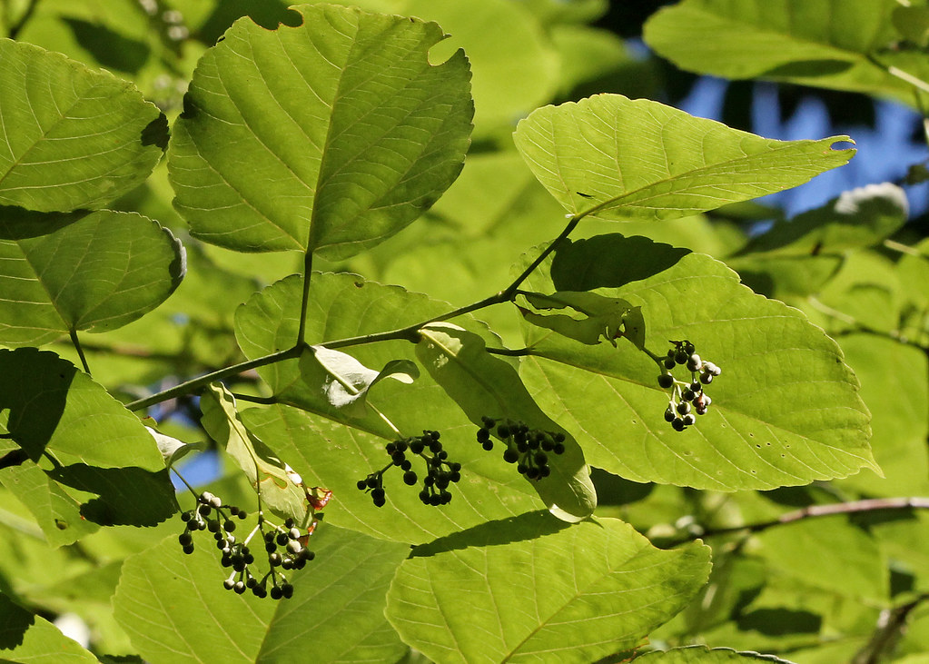 Carolina Basswood (Tilia americana var. caroliniana)