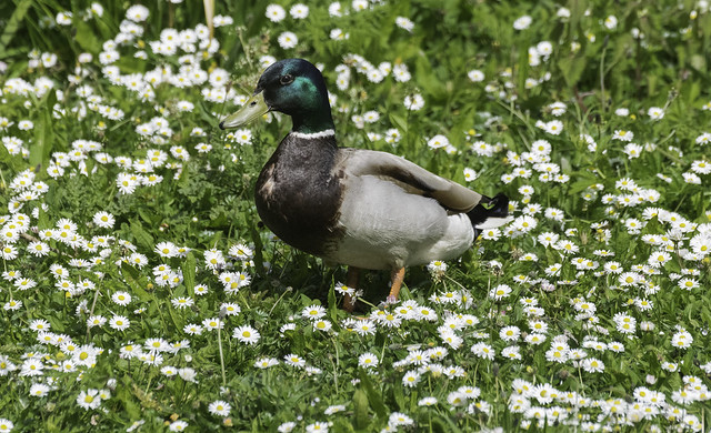 Duck In The Daisies