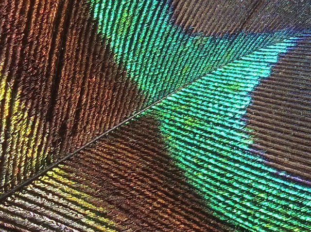 Indian peacock (Pavo cristatus) male feather close up