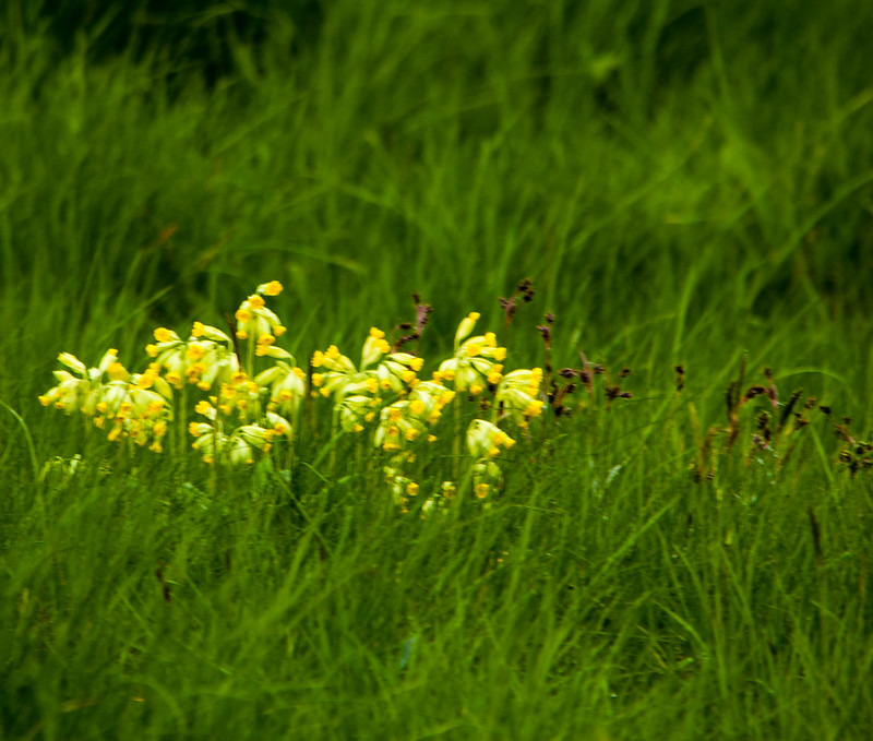 In a wildflower meadow