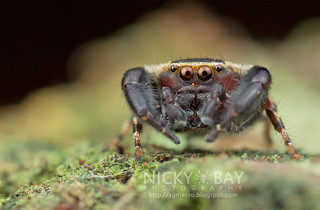 Jumping Spider (Rhene flavigera) - DSC_3809