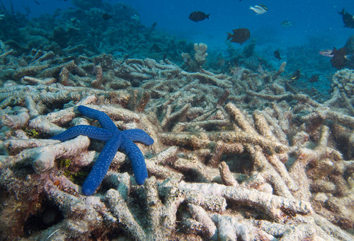 Degraded-coral-on-the-Great-Barrier-Reef
