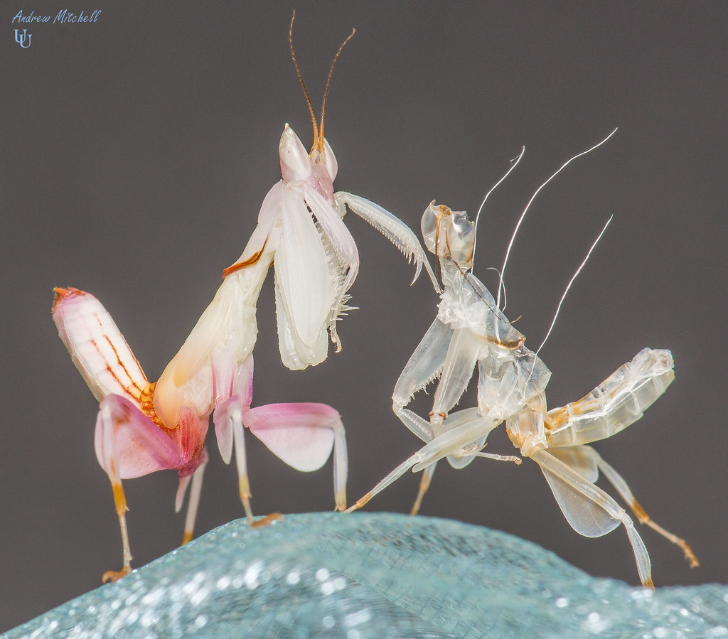 Hymenopus coronatus (Orchid Mantis) (Sub adult male) and exuvia (old skin)