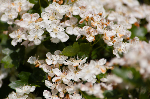 Hawthorn flowers in profusion