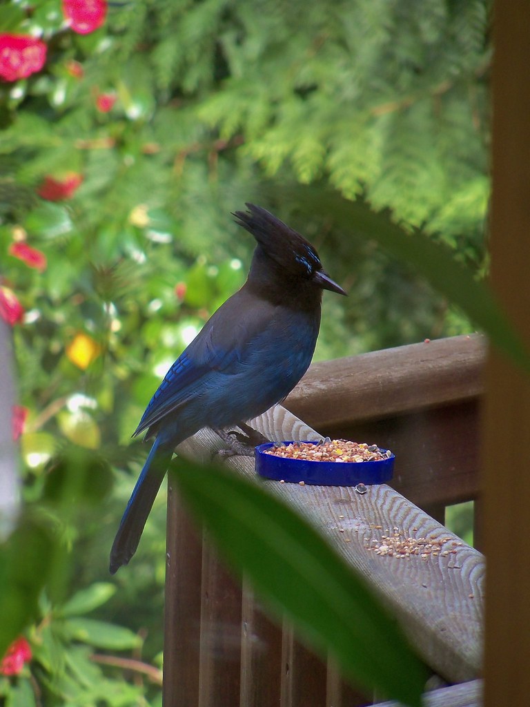 Oregon Blue Jay | Shot this through my double pane kitchen w… | Flickr